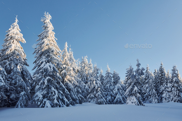 Magic, Photography, Green, Brown, Blue, Illusion, Tree, Landscape, Trees, Winter, Winter Landscape, 2024 Winter Photography, Winter Colors, Sky